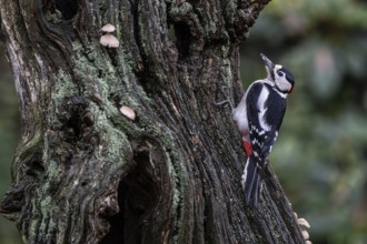 Great Spotted Woodpecker (Dendrocopos major), Emsland, Lower Saxony, Germany