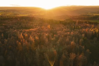Panoramic view of a warmly lit forest at sunset that radiates an autumnal atmosphere, Calw