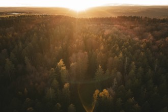 Forest landscape at sunset with golden light, Calw district, Germany