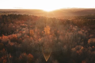 Autumn forest landscape under an intense sunset that bathes the forest in orange light, Calw