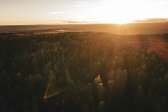 Dense forest in golden sunset light, quiet landscape, Calw district, Germany