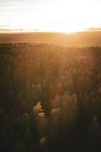Forest at sunset with warm light and autumn trees, Calw district, Germany
