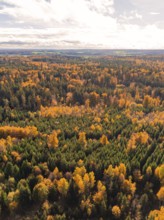 Autumn forest landscape with orange and green trees stretching into the distance, Calw district,