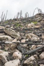 Burnt forest, lying and standing charred trees and tree stumps, gloomy, barren, new greenery,