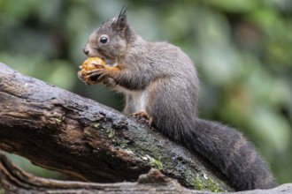 Squirrel (Sciurus vulgaris), Emsland, Lower Saxony, Germany