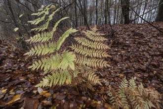 Royal Fern (Osmunda regalis), Emsland, Lower Saxony, Germany