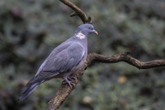 Ringeltube (Columba palumbus), Emsland, Lower Saxony, Germany