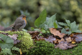 Robin (Erithacus rubecula), Emsland, Lower Saxony, Germany