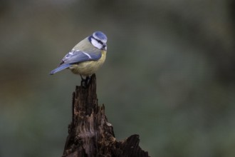 Blue tit (Parus caerulea), Emsland, Lower Saxony, Germany