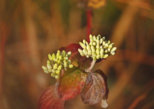 Blood-red dogwood (Cornus sanguinea), branch with buds, alienation, North Rhine-Westphalia, Germany
