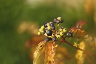 Blood-red dogwood or red dogwood (Cornus sanguinea), branch with berries in autumn, alienation,