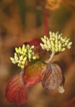 Blood-red dogwood (Cornus sanguinea), branch with buds, alienation, North Rhine-Westphalia, Germany