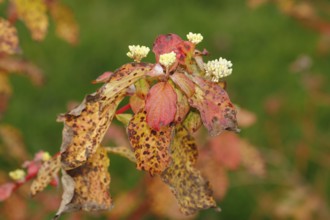Blood-red dogwood (Cornus sanguinea), branches with buds, North Rhine-Westphalia, Germany