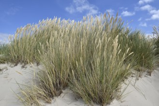 Dune landscape near Sankt Peter-Ording, North Sea, Schleswig-Holstein, Germany