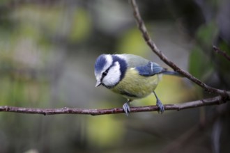 Blue tit (Cyanistes caeruleus), close-up, feathers, blue, pretty, tree, autumn, Germany, blue tit