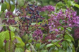 Fuchsia paniculata, flowers and fruits, MÃ¼nsterland, North Rhine-Westphalia, Germany