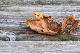 Autumn leaf lying on weathered wooden table, MÃ¼nsterland, North Rhine-Westphalia, Germany