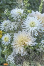 Bouquet of white dahlias and grasses, North Rhine-Westphalia, Germany