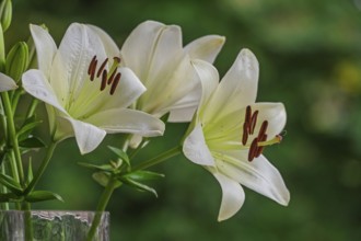 White lilies (Lilium) in a flower vase, MÃ¼nsterland, North Rhine-Westphalia, Germany