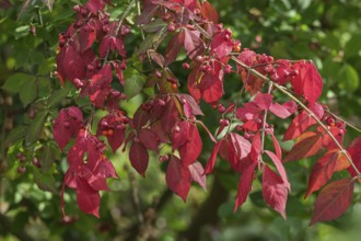 Common spindle bush (Euonymus europaeus), MÃ¼nsterland, North Rhine-Westphalia, Germany