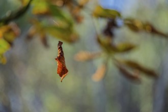Wilted leaf in autumn hangs on a thread, MÃ¼nsterland, North Rhine-Westphalia, Germany