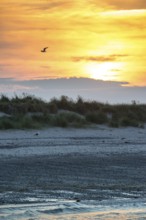 Sunset with flying and sitting herring gull (Larus fuscus), bright orange sky, calm, soft light,