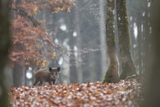 Wild boar newbie in the rain, Daun, Rhineland-Palatinate, Germany
