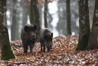 Strong wild boar boar with stream in rain, Daun, Rhineland-Palatinate, Germany