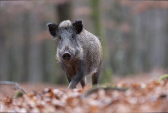Wild boar defector, Daun, Rhineland-Palatinate, Germany