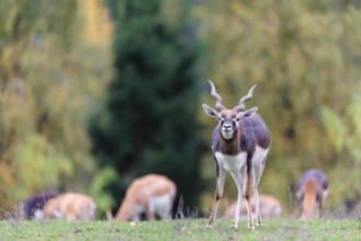 A male blackbuck (Antilope cervicapra) stands on a green meadow on a cloudy day. Some females can