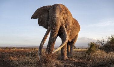 African elephant (Loxodonta africana), the famous Super Tusker elephant Craig, old male with long