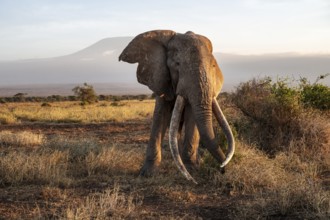 African elephant (Loxodonta africana) with Kilimanjaro, the famous Super Tusker elephant Craig, old
