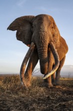 African elephant (Loxodonta africana), the famous Super Tusker elephant Craig, old male with long