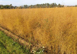 Brown dried ferns of asparagus plants, Asparagus officinalis, growing in field, Hollesley, Suffolk,