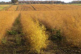 Brown dried ferns of asparagus plants, Asparagus officinalis, growing in rows in field, Wantisden,