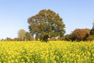 Yellow blossom of oil seed rape plant, Brassica napus, growing next took tree in autumn, Wantisden,