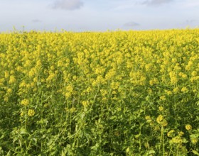 Yellow blossom of oil seed rape plant, Brassica napus, growing on hillside in field, Wantisden,