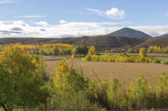 Autumn leaves on trees in Rio Guadalaviar river valley, Gea de AlbarracÃ­n, Sierra de AlbarracÃ­n,