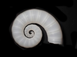 Posthorn squid (Spirula spirula), Spirulidae family, sinuous housing that is inside the body and is