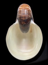 Pearl boat (Nautilus pompilius), Nautilidae family, interior view of the bowl, phragmocon, spiral,