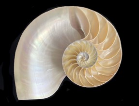 Pearl boat (Nautilus pompilius), Nautilidae family, interior view of the bowl, phragmocon, spiral,