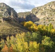Trees in autumn leaf in limestone gorge of Rio Guadalaviar river valley, AlbarracÃ­n, Teruel