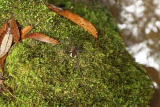 Female spider, giant crab spider, with large white cocoon in the Blue Mountains, New South Wales,