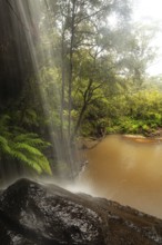Rainy day reveals lush nature at hidden waterfall in the Blue Mountains, New South Wales, Australia