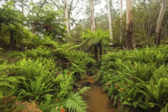 Lush valley with stream and eucalyptus forest in the Blue Mountains, New South Wales, Australia