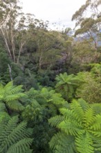 Dense greenery and ferns along the Fern Bower Circuit, Blue Mountains, New South Wales, Australia