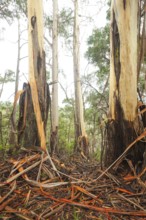 Eucalyptus tree with peeling bark in the Blue Mountains, New South Wales, Australia
