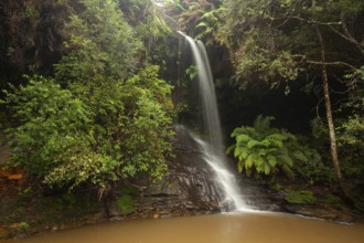 Rainy day reveals lush nature at hidden waterfall in the Blue Mountains, New South Wales, Australia