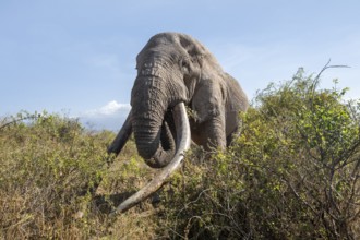 African elephant (Loxodonta africana) eats leaves, the famous Super Tusker elephant Craig, old male