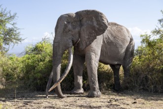 African elephant (Loxodonta africana), the famous Super Tusker elephant Craig, old male with long